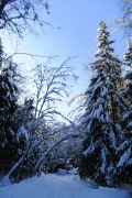 DSC_0177.JPG
